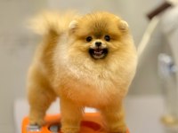 Pomeranian Fci Şecereli Ultra Lux