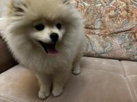 Pomeranian Boo 3 Aylık