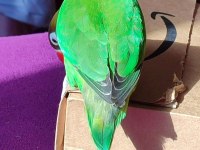 Dişi Cennet Papağanımız