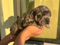 Çok Özel Lilac Tan Merle Ve Blue French Bulldog Yavrularımız