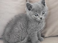 Pofuduk Erkek British Shorthair Yavrular Yuvalarını Arıyor