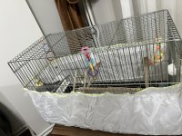 Konuşan sultan papağanı