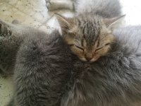 Masum Yüzlü Huzur Kaynakları Kediler 3 Üzler