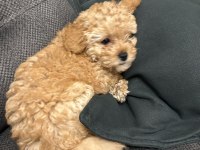 Toy poodle güzel kızım