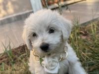 2 aylık maltese terrier köpeğimiz erkek