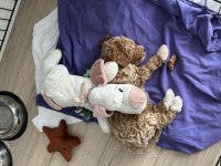 Toy Poodle 3 Aylık Dişi