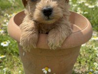 2 Aylık Poodle Yavrular İzmir