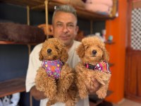 Poodle Bebeklerimiz İçin Acele Edin