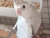 45 Günlük Yavru Sultan Papağanı