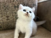 Full Şecereli Anne Babasını Özel British Bebeği