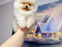 Pomeranian boo erkek yavrum 2.5 aylık