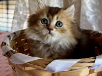 Golden Ve Silver British Longhair Bebekler