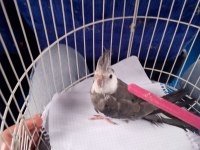 Wifi sultan papağanı