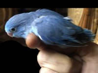 Elle Beslemeye Uygun Forpus Yavrular