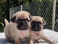 Irk garantili pug köpeği yavruları