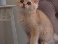 Golden Black Ny12 Kardeş Kediler Teslime Hazır