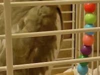 8 Aylık Dişi Eğitime Ve Eşe Uygun Sultan Papağanı