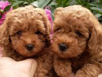 Toy Poodle Sevimli Köpekler