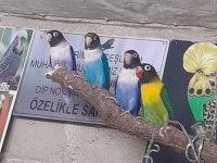 Yavru Cennet Papağanlarımız