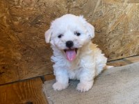 Irk garantili maltese yavrularımız