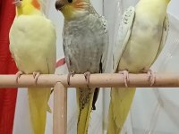 Yavru Sultan Papağanı Ele Alıştırmalık