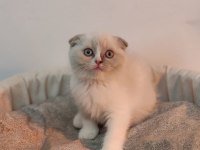 Scottish Fold Yavrumuz Yeni Yuvasını Arıyor