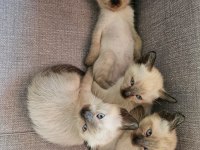 Mükemmel güzellikte siyam kedisi kızlarım