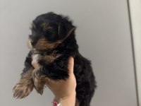 Yorkshire Terrier Yavru Köpeğim