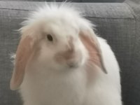 Hollanda lop tavşanı