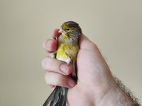 Agat kanarya erkek çaplı güzel kuş