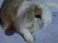 Teddy lop tavşan yavrular