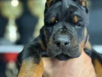 European doberman yavrular