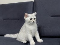 Dişi 3 Aylık British Shorthair