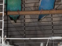 Renk Güzeli Genç Bakıcı Takım Muhabbet Kuşu