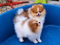 Muhteşem Ve Nadir Renkli Pomeranian