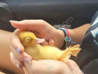 Sevimli Ördek Yavruları