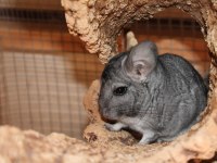 Chinchilla (Çinçila) Erkek Yavru