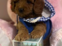 Harika Koyu Kahve Maltipoo Bebeğimiz