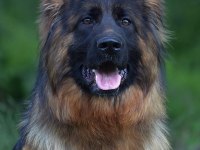 Sırbistandan damızlık dişi alman kurdu