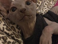 3 aylık dişi sfenks