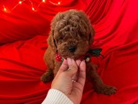Safkan Toy Poodle Köpek Yavruları