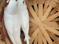 Albino Yavru Muhabbet Kuşlar