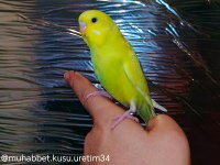 Akıllı Ele Gelen Isırmayan Yavru Muhabbet Kuşlar