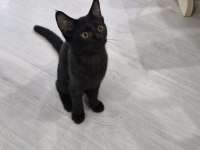 Kara dut dişi kedimiz