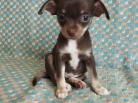 47 Günlük Elma Kafa Chihuahua Yavrular..