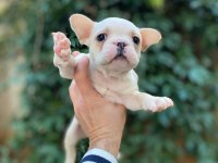 Muhteşem Yüzlü French Bulldog Yavrularımız