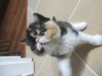 Yeni Yuvasını Arıyor Kedimiz