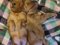 1 aylık erkek toy poodle yavru