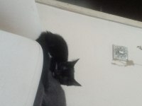 Scottish İle Smokin Kırması