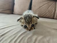 Erkek Scottish Fold Kedimiz